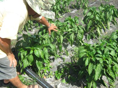 belize farmland