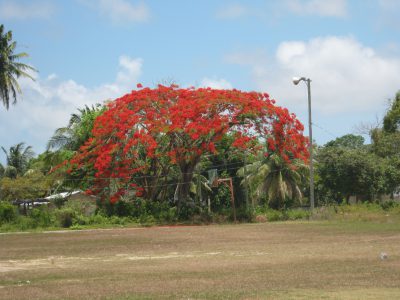 belize village real estate