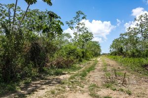 Belize agriculture
