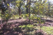 Belize land for sale