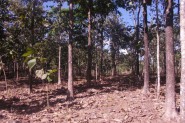 Belize land for sale