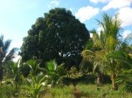 Belize agriculture real estate