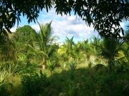 farming in belize